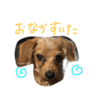 ぷりんときなこのスタンプ（個別スタンプ：27）