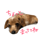 ぷりんときなこのスタンプ（個別スタンプ：39）