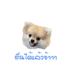 DogBella2（個別スタンプ：1）
