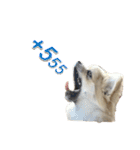 DogBella2（個別スタンプ：2）
