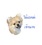 DogBella2（個別スタンプ：3）