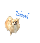 DogBella2（個別スタンプ：6）