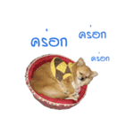 DogBella2（個別スタンプ：7）
