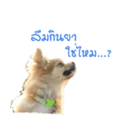 DogBella2（個別スタンプ：8）