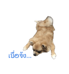 DogBella2（個別スタンプ：9）