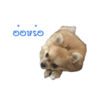 DogBella2（個別スタンプ：10）