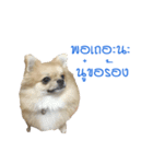 DogBella2（個別スタンプ：11）