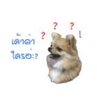 DogBella2（個別スタンプ：12）