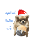 DogBella2（個別スタンプ：14）