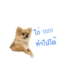 DogBella2（個別スタンプ：15）