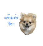 DogBella2（個別スタンプ：17）