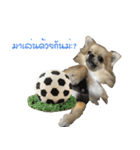 DogBella2（個別スタンプ：18）