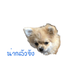 DogBella2（個別スタンプ：19）