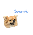 DogBella2（個別スタンプ：24）