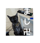 ねこのがんも（個別スタンプ：5）
