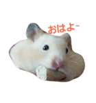 Hamster's Mr. Risu（個別スタンプ：1）