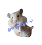 Hamster's Mr. Risu（個別スタンプ：2）