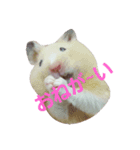 Hamster's Mr. Risu（個別スタンプ：3）