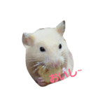Hamster's Mr. Risu（個別スタンプ：5）