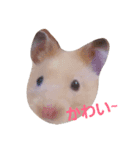 Hamster's Mr. Risu（個別スタンプ：6）