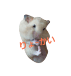 Hamster's Mr. Risu（個別スタンプ：7）