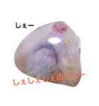 Hamster's Mr. Risu（個別スタンプ：8）