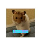 Hamster of my house（個別スタンプ：2）