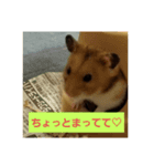 Hamster of my house（個別スタンプ：3）