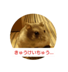 Hamster of my house（個別スタンプ：4）