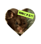 Hamster of my house（個別スタンプ：5）