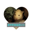 Hamster of my house（個別スタンプ：6）