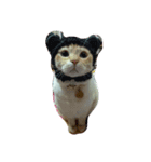 my cat su（個別スタンプ：1）