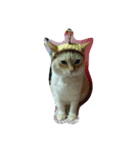 my cat su（個別スタンプ：4）