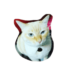 my cat su（個別スタンプ：6）