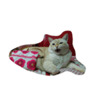 my cat su（個別スタンプ：7）