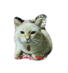 my cat su（個別スタンプ：8）