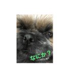 我が家の可愛いイヌ（個別スタンプ：2）