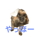 我が家の可愛いイヌ（個別スタンプ：3）