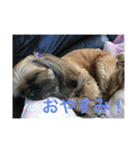 我が家の可愛いイヌ（個別スタンプ：4）