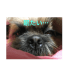 我が家の可愛いイヌ（個別スタンプ：7）