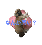 我が家の可愛いイヌ（個別スタンプ：8）