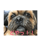 我が家の可愛いイヌ（個別スタンプ：10）