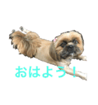我が家の可愛いイヌ（個別スタンプ：15）