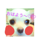 チワワスタンプ♡（個別スタンプ：1）