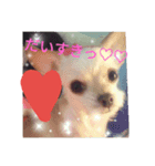 チワワスタンプ♡（個別スタンプ：2）
