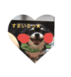 チワワスタンプ♡（個別スタンプ：4）