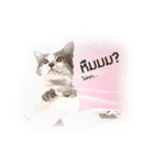 KAK KAK (2（個別スタンプ：3）