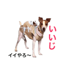 Kerry russel（個別スタンプ：7）