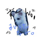 misumaidog（個別スタンプ：1）