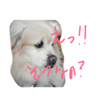 misumaidog（個別スタンプ：2）